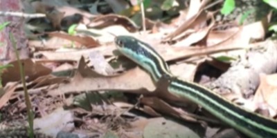 Fort Lauderdale snake